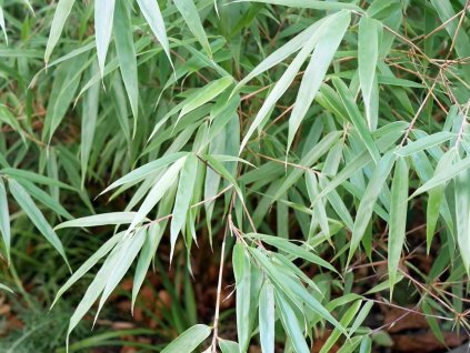Fargesia dracocephala (rufa) Gartenbambus 11