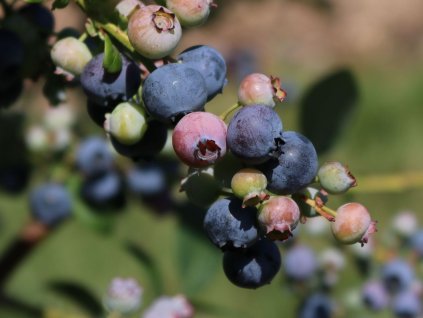 Kanadská borůvka 'Emblue'