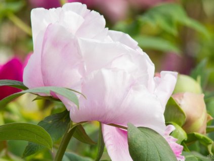 Paeonia ostii (1)