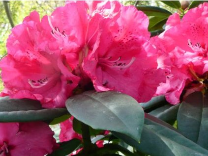 Rododendron 'Andantino'