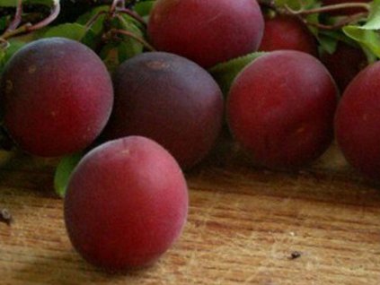 Švestkomeruňka 'Susin Cocco'