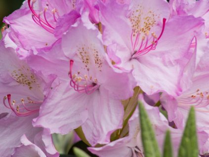 Rhododendron Lun�k (2)