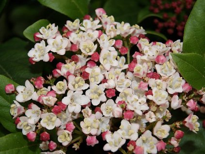 Kalina modroplodá 'Gwenllian'