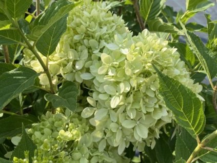 Hortenzie latnatá 'Pixio®'