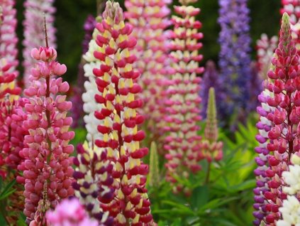 Lupina 'West Country'