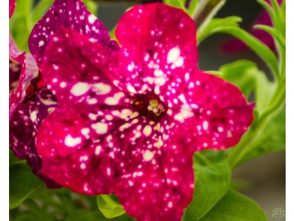 106469 petunia famous carmine sky petunia hybrida famous carmine sky
