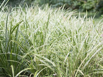 Grass Carex Ice Dance CARICED SHN 1 A
