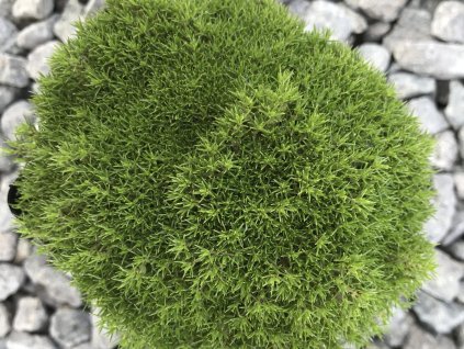 Chmerek - Scleranthus uniflorus