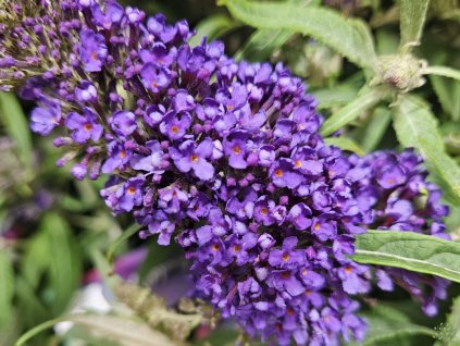 Komule Davidova �Butterfly Candy Little Purple� (Balen� kontejner p17)