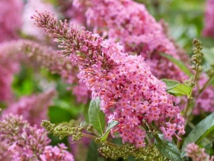 106838 little pink