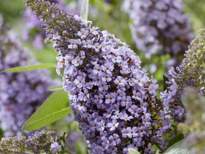 Komule Davidova Butterfly Candy 'Little Lila Sweetheart'