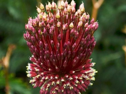 red mohican