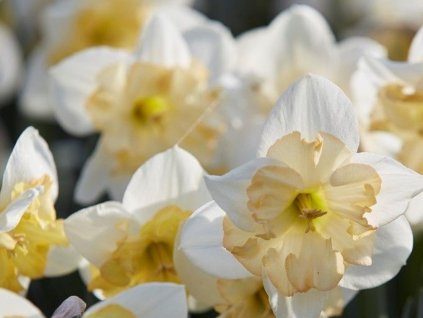 Narcis 'Changing Colours'