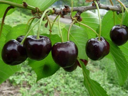 Třešeň 'Betty'