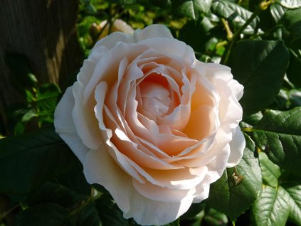 Růže 'Uetersener Klosterrose®' (Balení speciální balení)