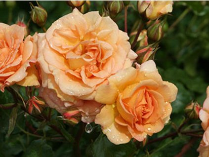 Růže 'Bentheimer Gold®' (Balení speciální balení)