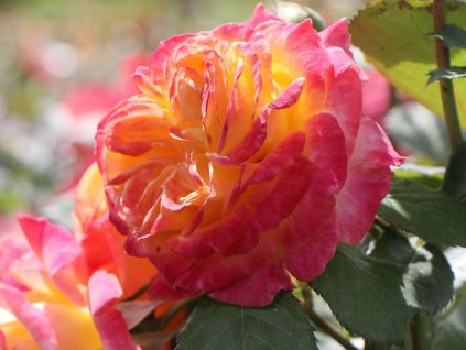 Růže 'Gartenspass®' (Balení speciální balení)