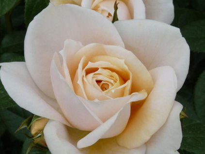 Růže 'Lions Rose®' (Balení speciální balení)