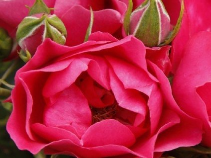 Růže 'Pink Forest Rose®'