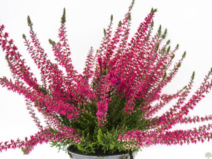 Calluna vulgaris Samantha (3)
