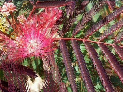 Albízie růžová 'Evey's Pride'  Albizia julibrissin 'Evey's Pride'