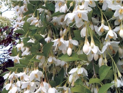 fragrant