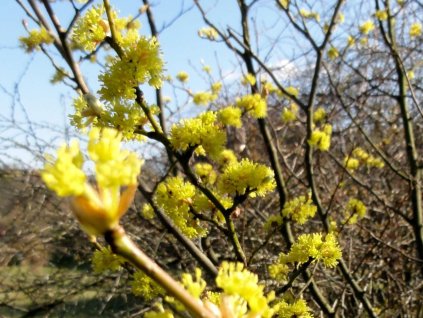 Lindera tupolaločná