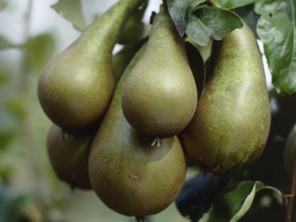 Hrušeň 'Pillar Pear' - kontejner