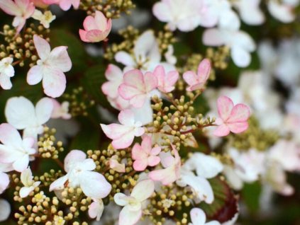 Kalina japonská 'Pinkawai'