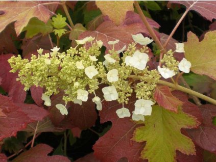 Hortenzie dubolistá 'Burgundy'