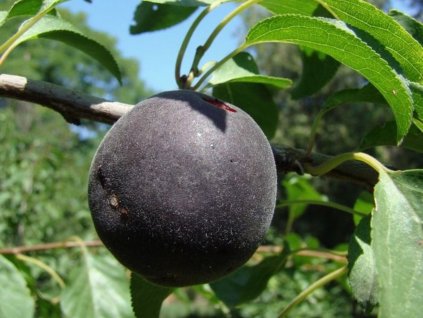 Slivoň 'Black Apricot'