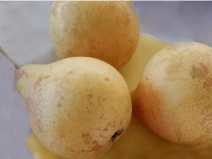 Hrušeň 'Jelka'