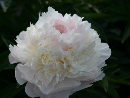 florence nicholls