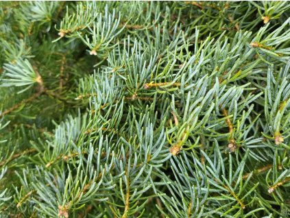 Abies concolor 'Hexe' (3)