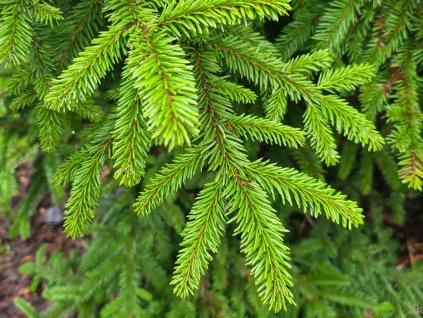 Picea mariana 'Horstmann' (1)