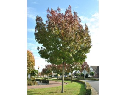 raywood