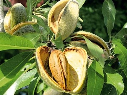 Mandloň 'Pfalzer Fruchtmandel'