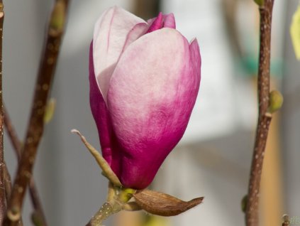 Magnolia Deep Purple Dream (1)