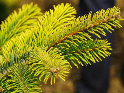 midwinter