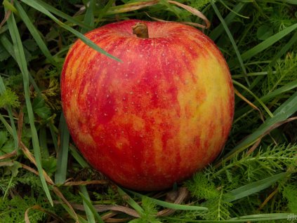 Malus Red Boskoop (2)