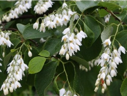 styrax