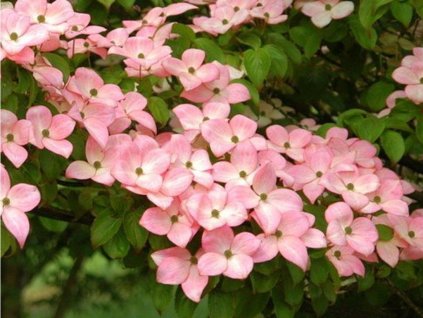 D��n japonsk� �Satomi� (Balen� kontejner C5, Tvar v��ka 30-40 cm)