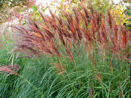Ozdobnice čínská 'Red Chief'- Miscanthus sinensis 'Red Chief'