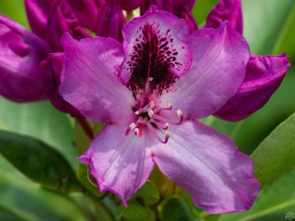 Rhododendron Durantik (1)