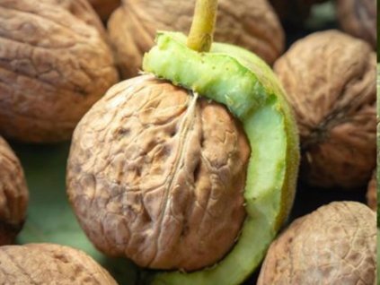 Ořešák královský 'Fernette'