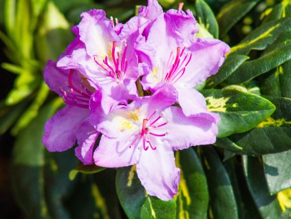 Rhododendron Goldflimmer (1)