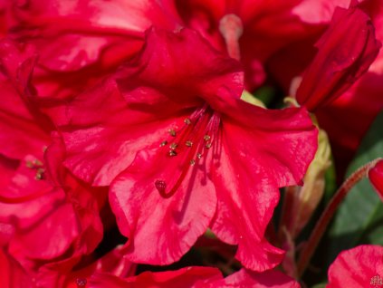 Rhododendron Vulcan