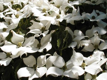 Cornus kousa var. chinensis