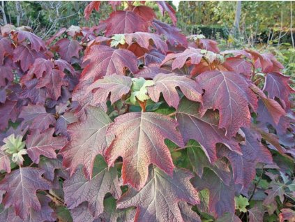 Hortenzie dubolistá 'Black Porch'