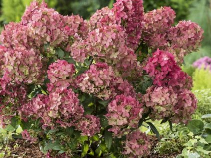 Hortenzie latnatá 'Petite Star'
